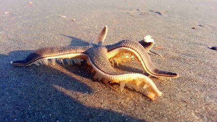 Amazing Starfish Walking on the Beach