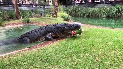 Un crocodile croque une pastèque et la pulvérise. Quelle puissance!