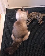 dogs and cats joke-04142018