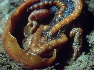 David Attenborough - Az Élet Megpróbáltatásai - 04