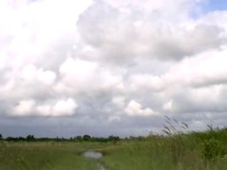 Balade en hydroglisseur dans les Everglades
