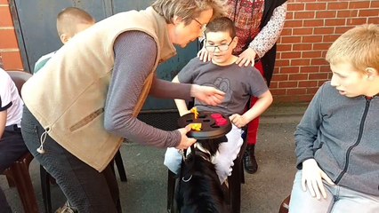 Tournai: Opus, le chien qui rend le sourire aux résidents des homes