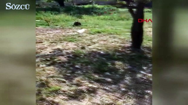 Afrin’de JÖH ve PÖH’lerden ortak operasyon