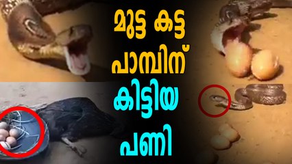 മുട്ട കട്ട് തിന്നു, ഒടുവിൽ പാമ്പിന് കിട്ടിയ പണി  | Oneindia Malayalam