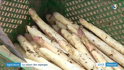 Agriculture : la saison des asperges