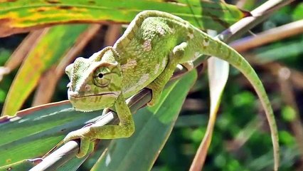 Versi animali per bambini | I nomi pronunciate in italiano