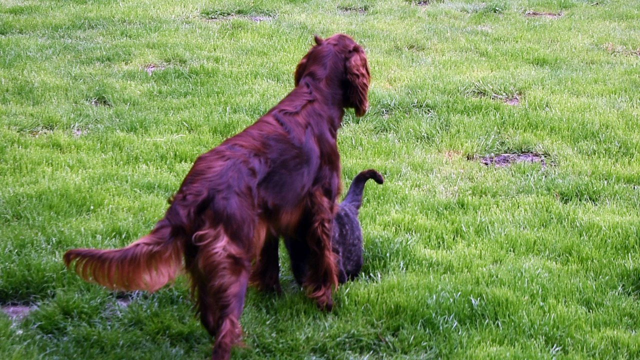 On dit : comme chien et chat ??????