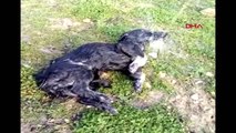 Amasya-Zehirlendiği İddia Edilen Köpek Kurtarılamayarak Öldü