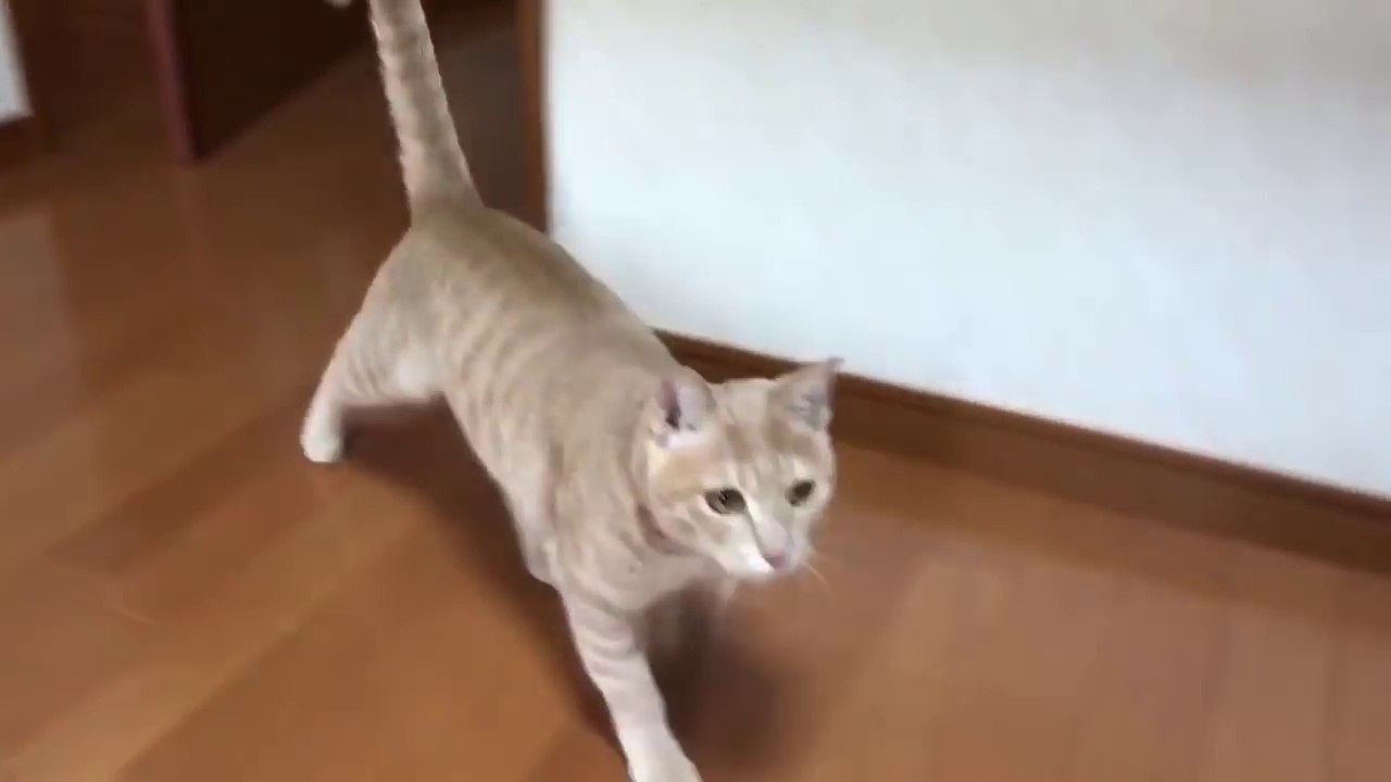 Cute cat who will come when you call
