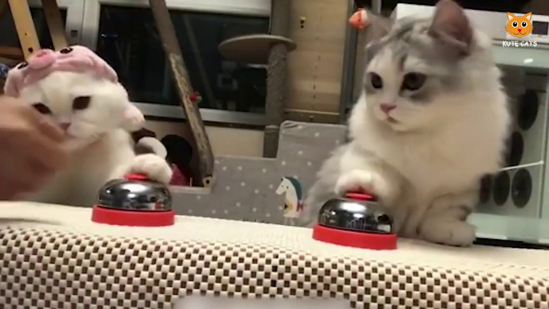 ⁣Cute cat super smart cat funny cat