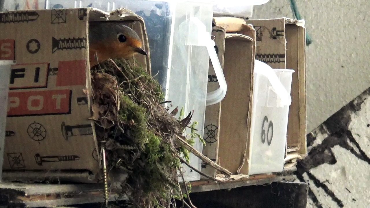 Rotkehlchen wartet auf Futter