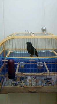 Azulão cortador de canto