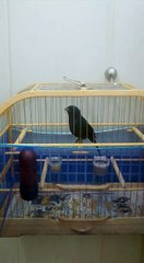 Azulão cortador de canto