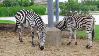 เฌอแตมพาเที่ยว ซาฟารี เวิลด์ # 2 ตะลุยสวนสัตว์เปิด ชมแรด ให้อาหารเสือกัน | Safari World Thailand