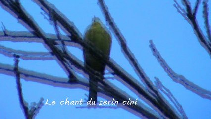 le chant du serin cini