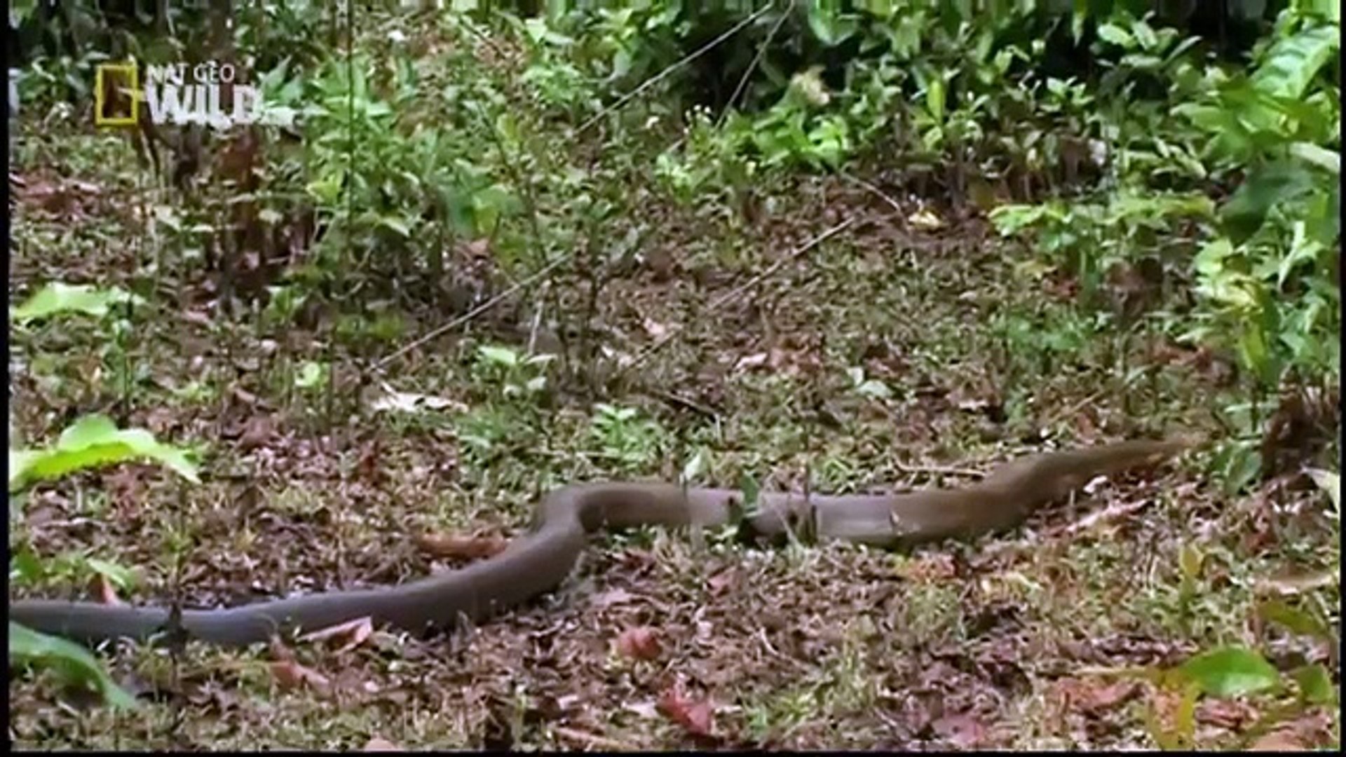 ⁣King cobra- Animal Planet Documentary - Wildlife Animals