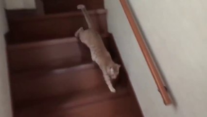 My son who cleverly dodges the cat I want to go outside is interesting