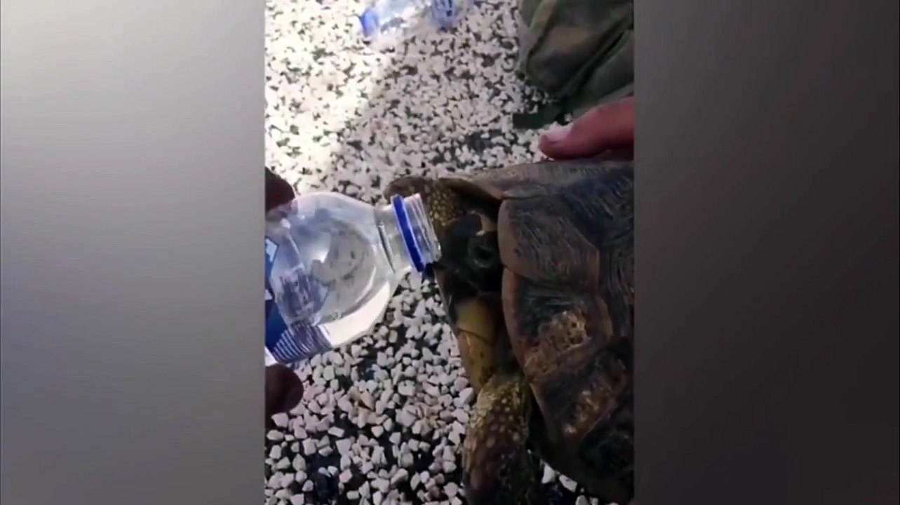 Mehmetçiğin Eliyle Kaplumbağaya Su içirmesi