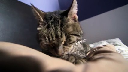 ASMR Cat - Grooming #7