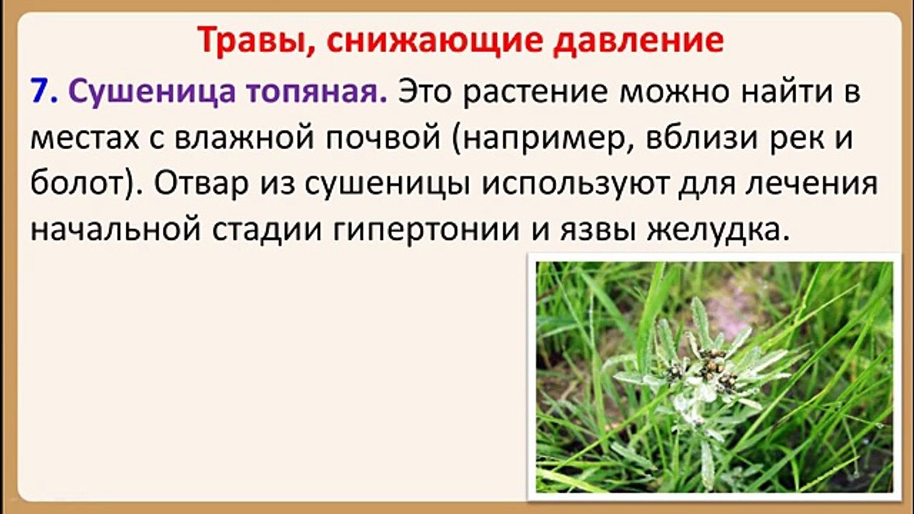 Народная медицина: травы, понижающие давление