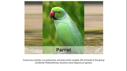 Different Types of Birds