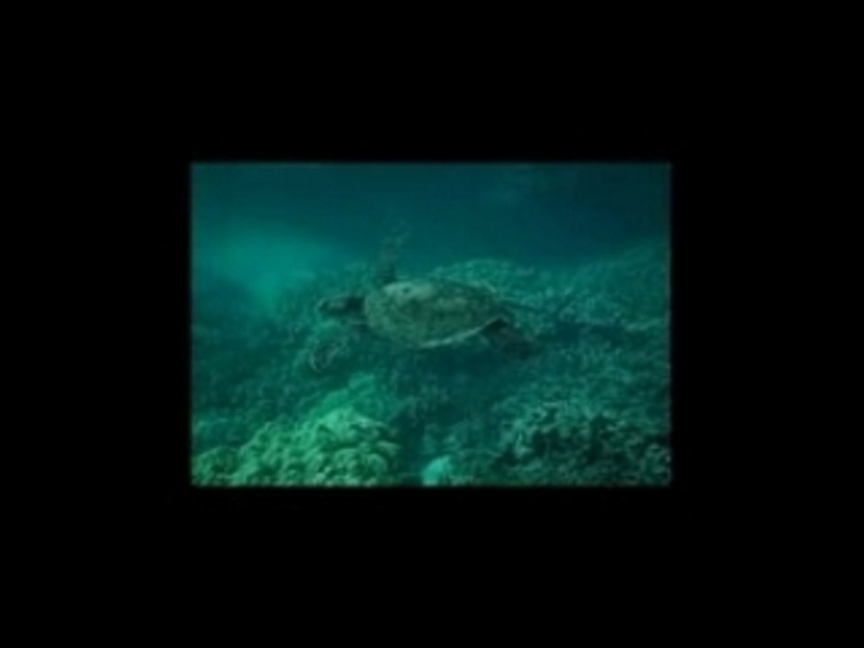 Honu @ Hawaii !!!