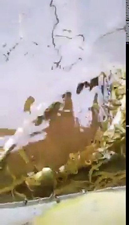 蛇被丢入水池，遭水蛭群狂吸血至死！