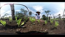 Programas agrícolas y de alimentos para reducir el desplazamiento en áreas rurales de Colombia
