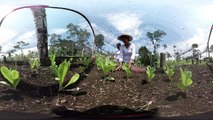 Programas agrícolas y de alimentos para reducir el desplazamiento en áreas rurales de Colombia