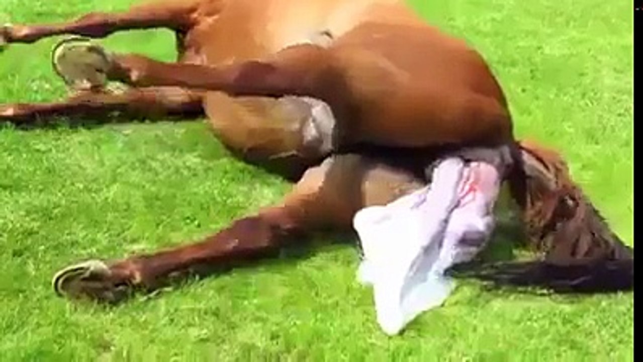 incredible moment of horse giving birth