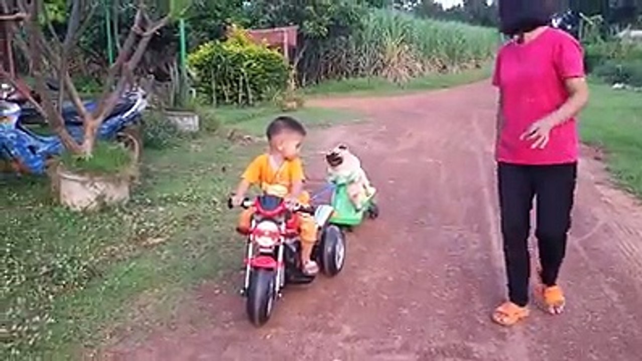 Little dog wants to ride also
