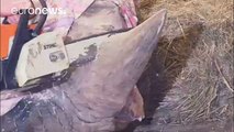 Un zoológico checo descuerna a sus rinocerontes para salvarles la vida