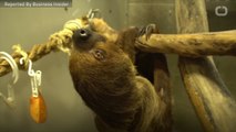 The Key To The Slow-Moving Sloths' Survival