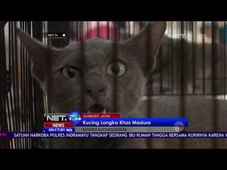 Video herunterladen: Kontes Kucing Langka Khas Madura -NET24