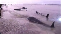 Aparecen 300 ballenas muertas en una playa de Nueva Zelanda
