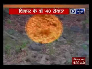 बाघ के वो '40 सेकंड' अपने शिकार पर घात लगा कर हमला किया