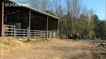 Francia: Detectan el primer caso de gripe aviar en una granja de patos