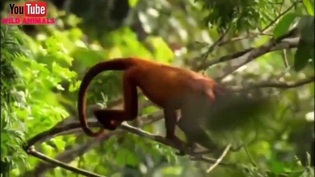 The Best Of Eagle Attacks 2018 - Most Amazing Moments Of Wild Animal Fights! Wild Discovery Animals