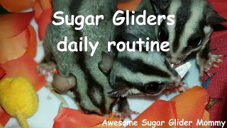 A Day In The Life Of A Sugar Glider Owner