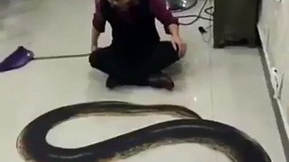 Funny snake