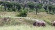 Lion vs Rhino - Buffalo vs Rhino - Real Fight Wild Animal Attacks