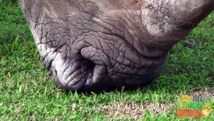 RHINO_ Animals for children. Kids videos. Kindergarten _ Preschool learning