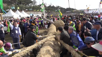 500년 전통 '기지시줄다리기' 장관 연출 / YTN