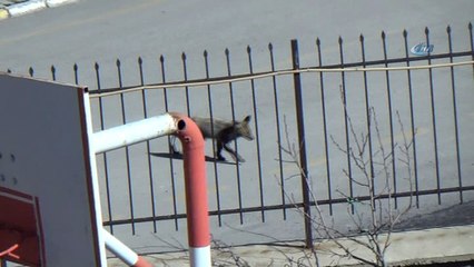 Aç kalan yavru tilki yerleşim alanına indi