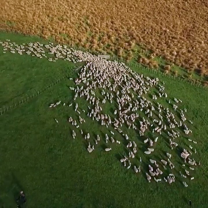 Il filme un troupeau de mouton gigantesque en Nouvelle Zélande. Magnifique