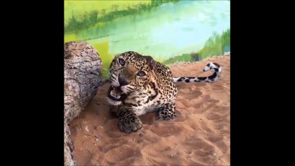 Cette panthère est magnifique et terrifiante à la fois