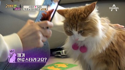 고양이계의 한류스타?! 짤 하나로 한류스타 등극한 서유리 반려묘!