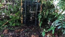 Indonesian authorities trap critically endangered Sumatran tiger