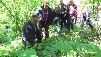 Protokol Üyelerinin "Şifalı Ot" Mesaisi - Düzce