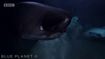 Terribles attaques de requins sur un sous marin d'explorateurs